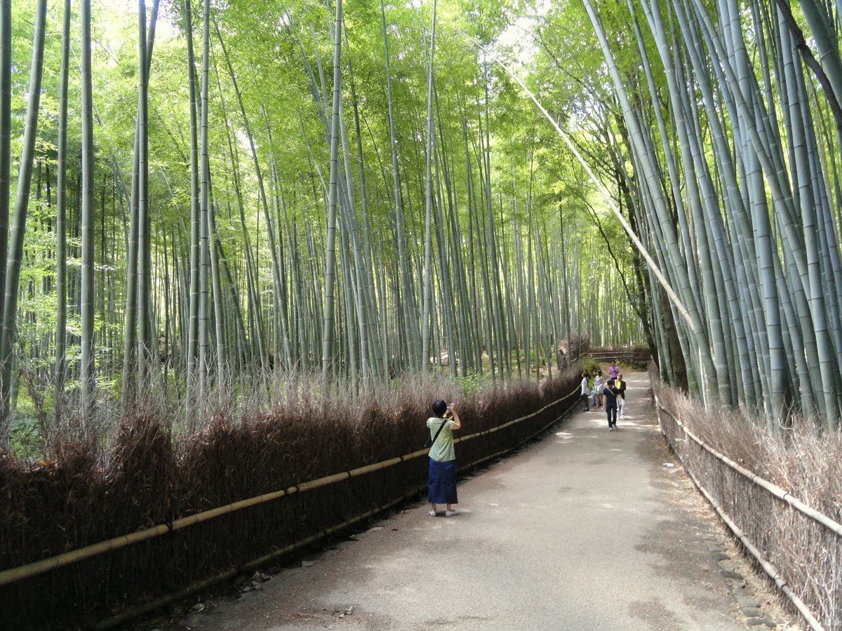 The bamboo grove in Arashiyama