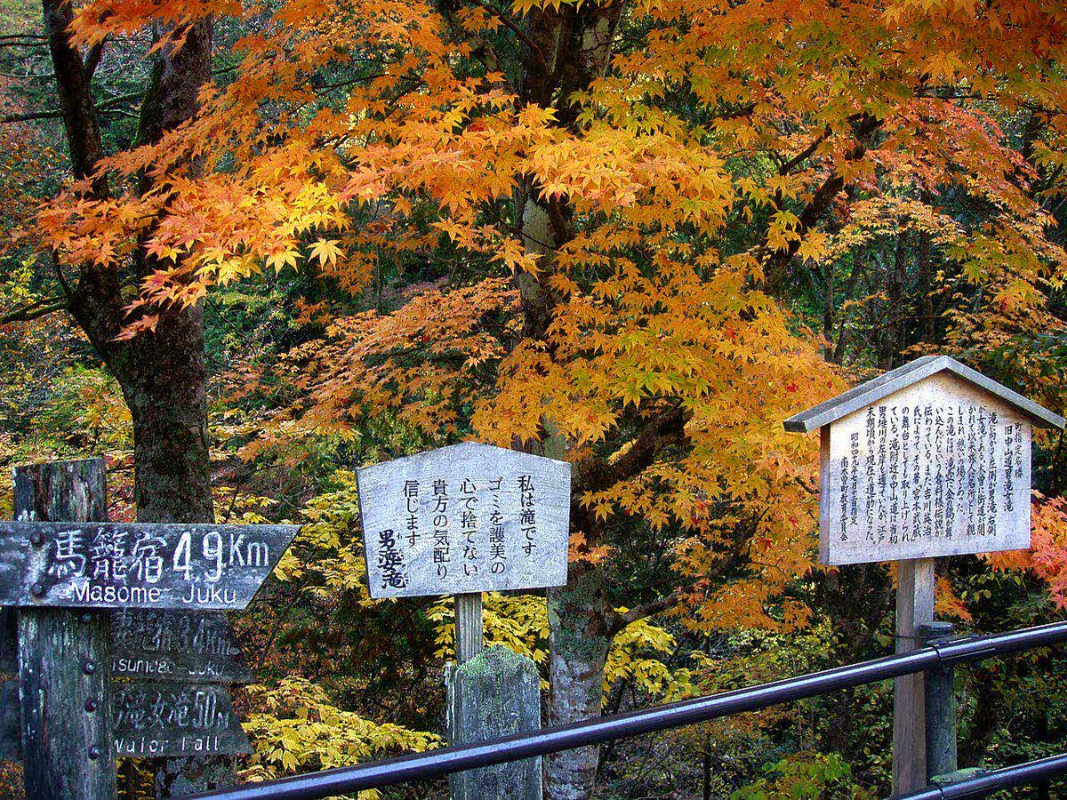 The Nakasendo trail through forest