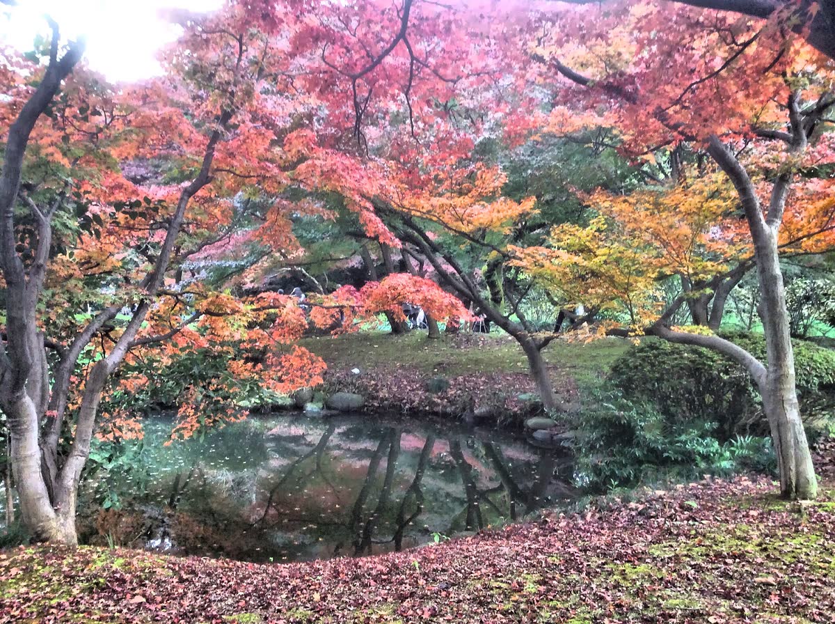 Tokyo park in autumn colour